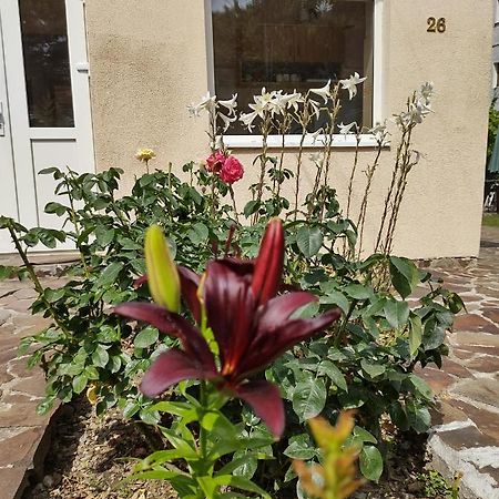 Pensiunea Casa Didina Bacău エクステリア 写真
